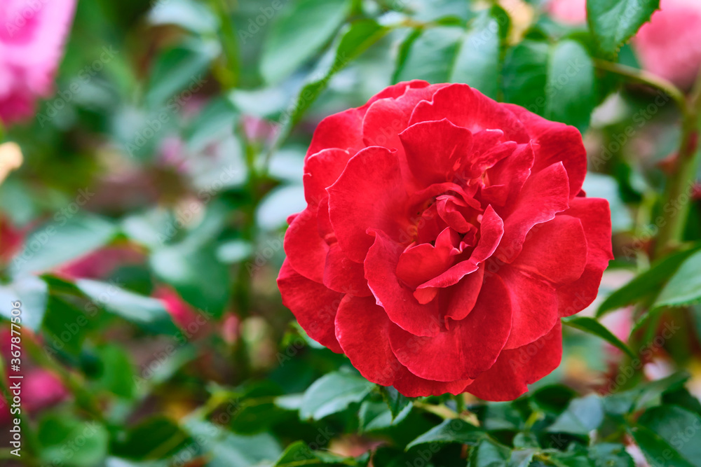 fluffy red garden flowers. close up. color nature. day light fluffy red garden flowers. close up. color nature. day light
