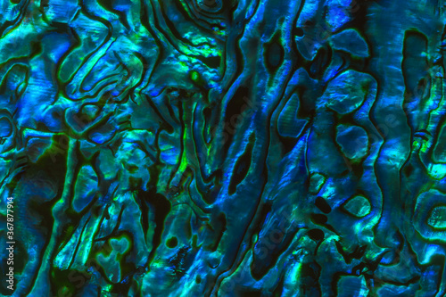 Brightly coloured New Zealand Paua shell patterns. Paua is a large mollusc found in coastal waters and is known as abalone in other parts of the world.  The shell is prized for its decorative quality. photo