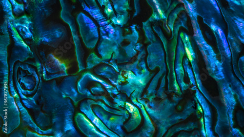 Brightly coloured New Zealand Paua shell patterns. Paua is a large mollusc found in coastal waters and is known as abalone in other parts of the world.  The shell is prized for its decorative quality. photo