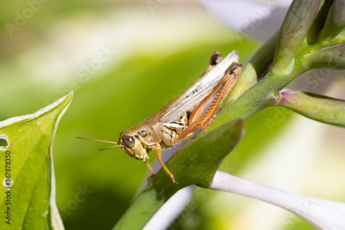 Grasshopper in the garden