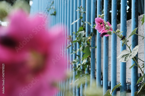 Pink flowers on a fence