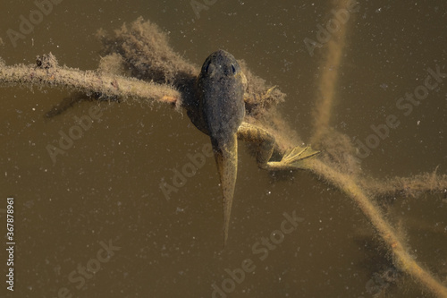 Immature American Bullfrog resting on a tree branch below the surface of the water