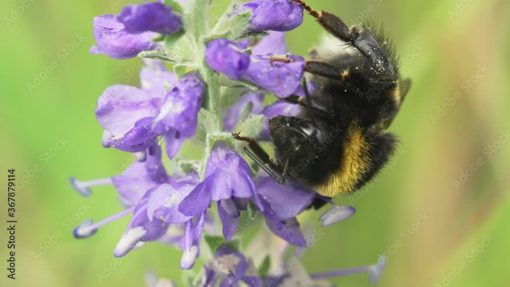 Macro shot of a bumblebee waking up from a night's sleep on a purple sage flower in the early morning. Macro shot of a bumblebee waking up from a night's sleep on a purple sage flower in the early morning.