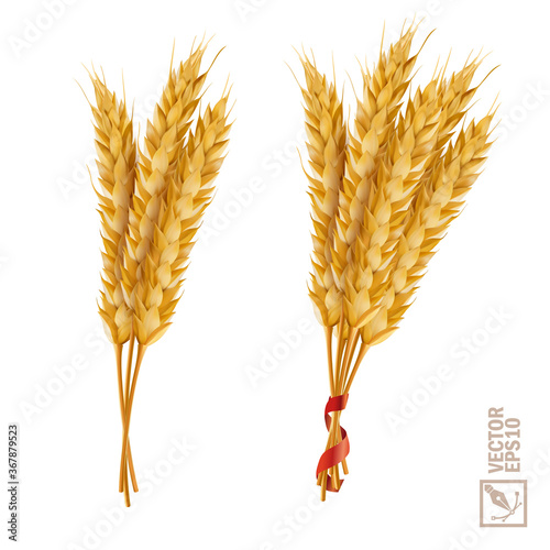 3d vector realistic wheat set, a bunch of ears with ribbon
