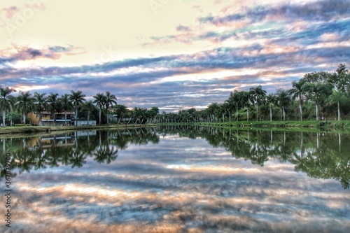 Coqueiros a margem da lagoa