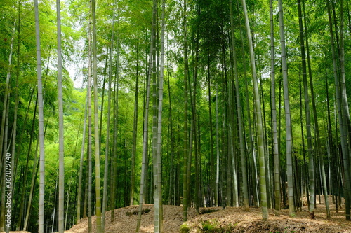 Kyoto Japan - Bamboo forest in Fushimi-Inari-Taisha Shrine Senbontorii