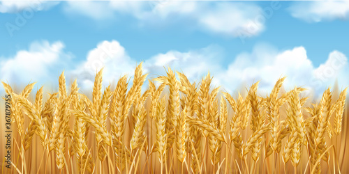 3D realistic vector gold wheat field and blue sky with clowds photo