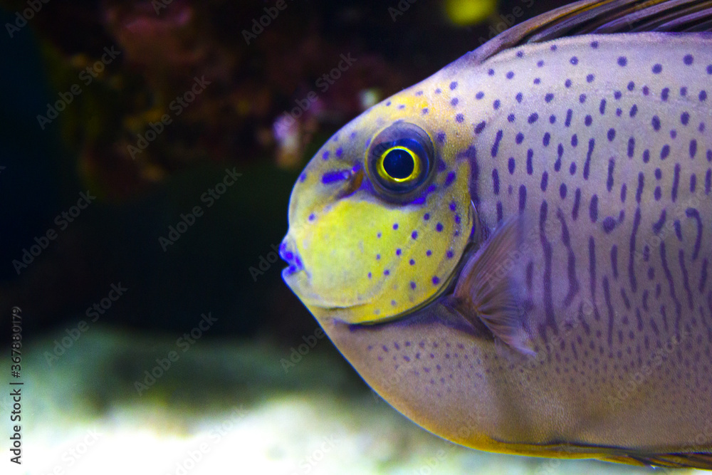 Obraz premium closeup sea fish , underwater background