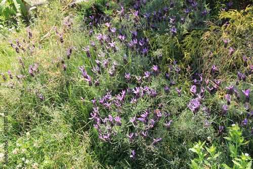 たくさん咲いたフレンチラベンダー