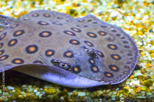 ocean stingray cramp fish reef aquarium photo