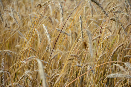 Agricultural landscape - beautiful wheat field of golden ears at harvest time.