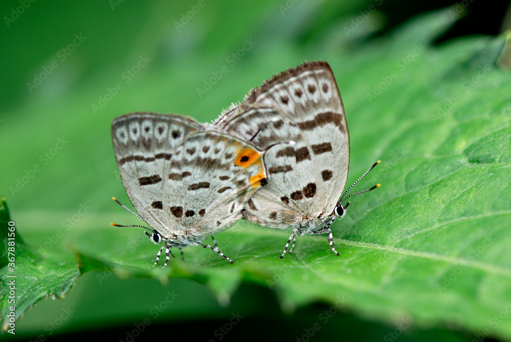 Obraz premium ウスイロオナガシジミの交尾（北海道・鶴居村）