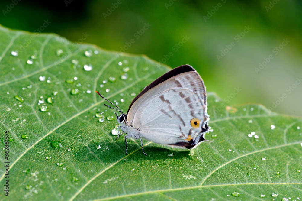 Obraz premium ウラジロミドリシジミの雌（岡山県・新見市）