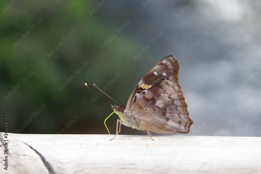 Obraz premium Butterfly