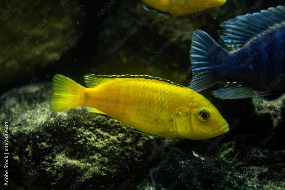 Beautiful goldfish eat in a fish tank. Aquatic animals in captivity. Bluish colored fish Beautiful goldfish eat in a fish tank. Aquatic animals in captivity. Bluish colored fish