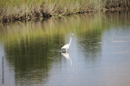 White Ibis at Pleasure House Point in Virginia Beach