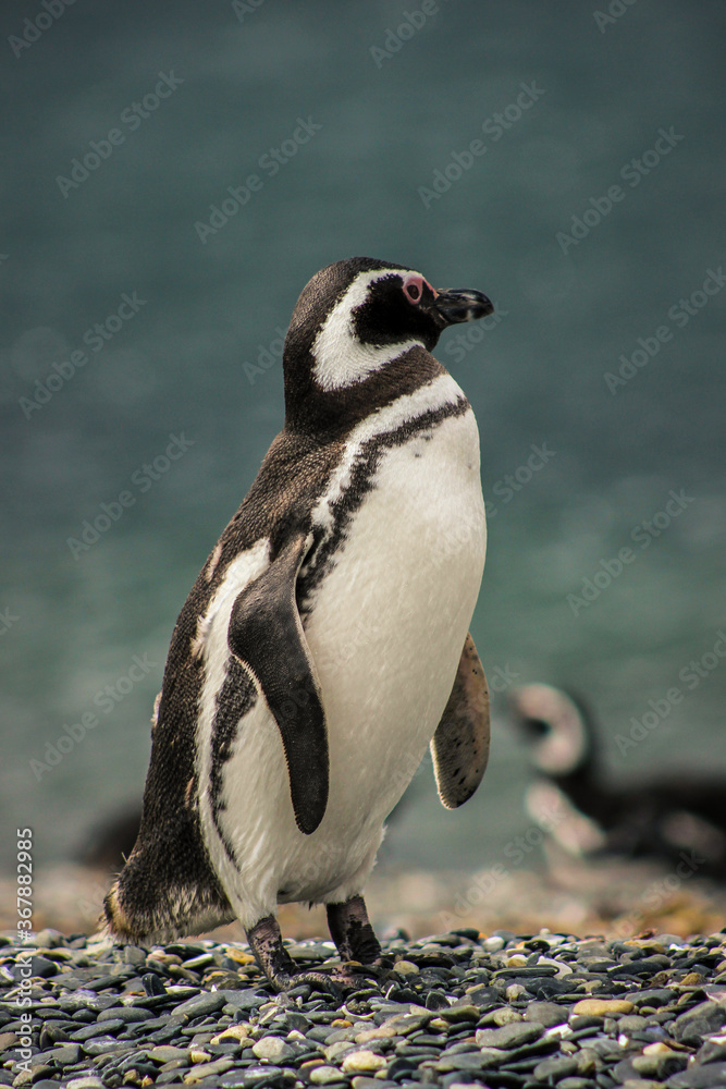 Naklejka premium Penguin