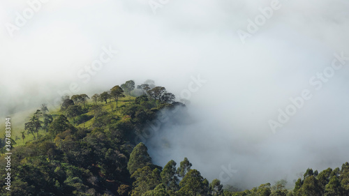 fog in the forest © Douglas de Oliveira