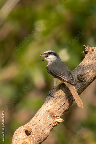 Brown Shrike Basking in Sun. The Photo was captured from the forest in Kerala State, India.