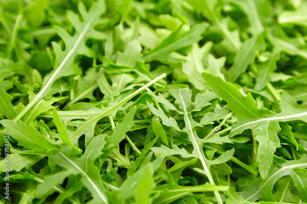 Fresh organic rocket salad texture, food background Fresh organic rocket salad texture, food background