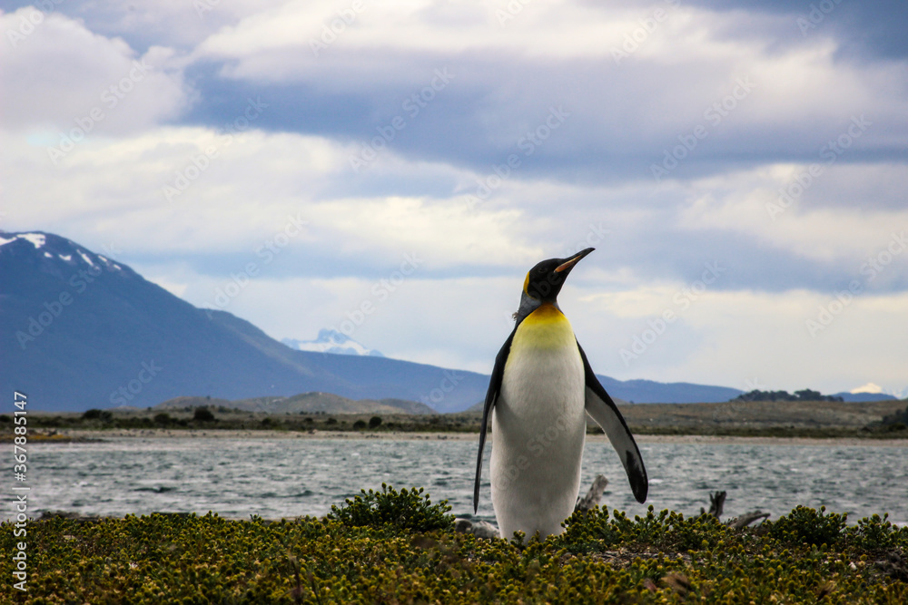 Fototapeta premium Penguin