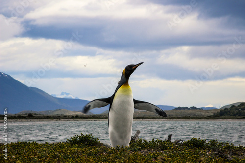 Penguin