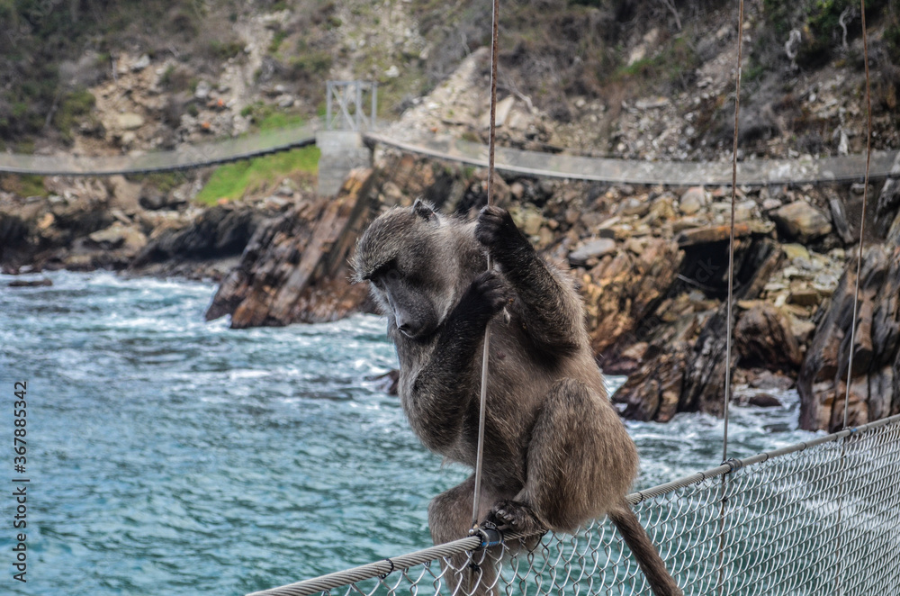 Obraz premium The Big Monkey