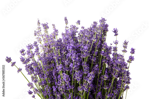 Floral background - fresh lavender flowers bouquet