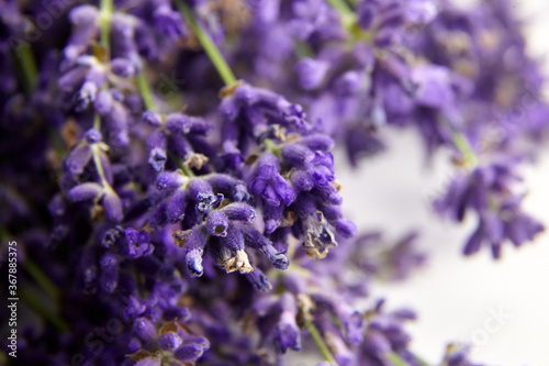 Floral background - fresh lavender flowers buds