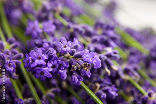 Organic lavender flowers buds closeup