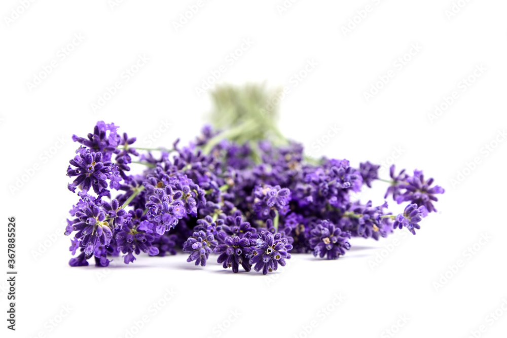 Lavender flowers bunch isolated on white background Lavender flowers bunch isolated on white background