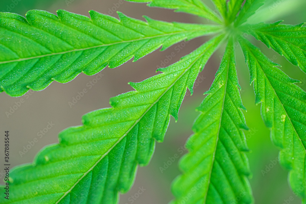 close up of green cannabis leaf close up of green cannabis leaf