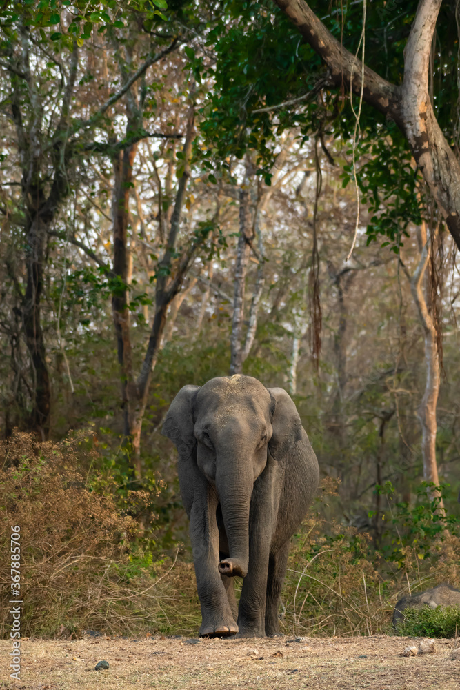 Asian Elephant from the forest of Kanataka State in India