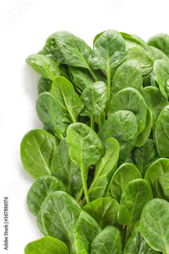 Young Spinach Leaves Close-up