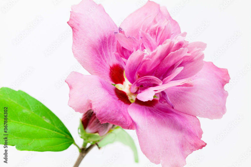 pink flower isolated on white