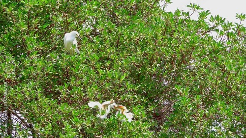 Snowy egret heron chicks play in the tree branches while mom comes down to see what's going on. photo