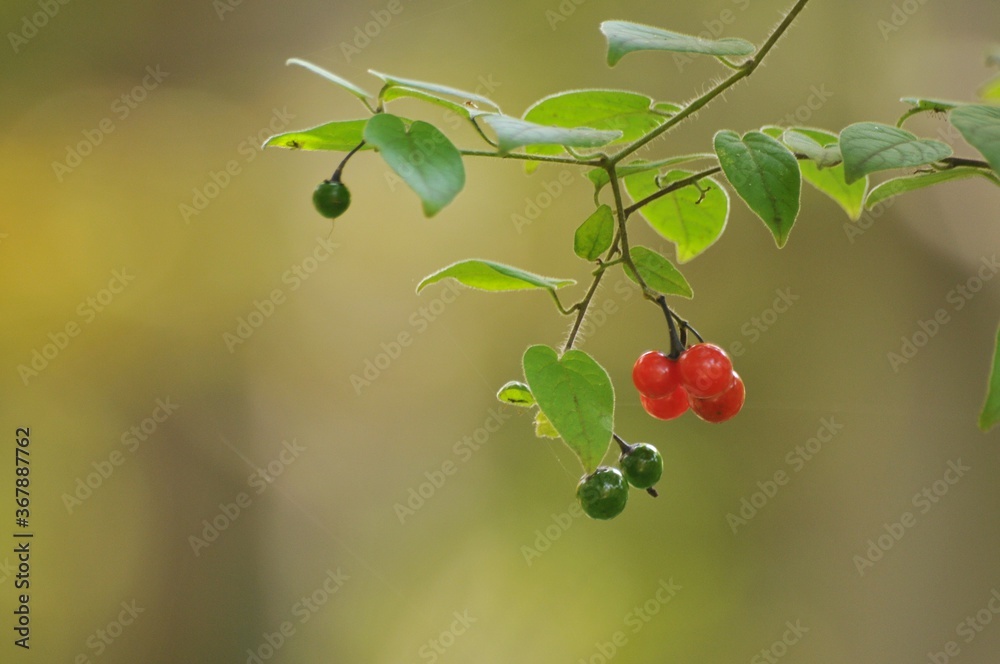 Obraz premium ヒヨドリジョウゴの実が赤色や緑色に生っています