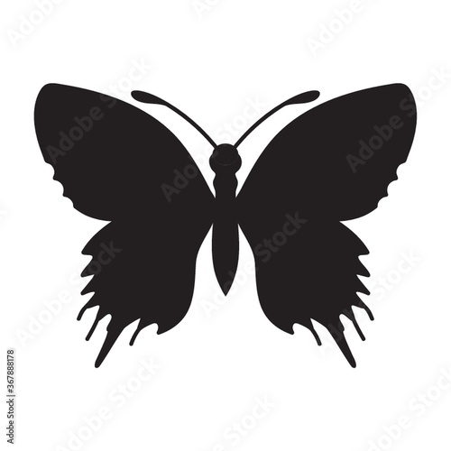 butterfly