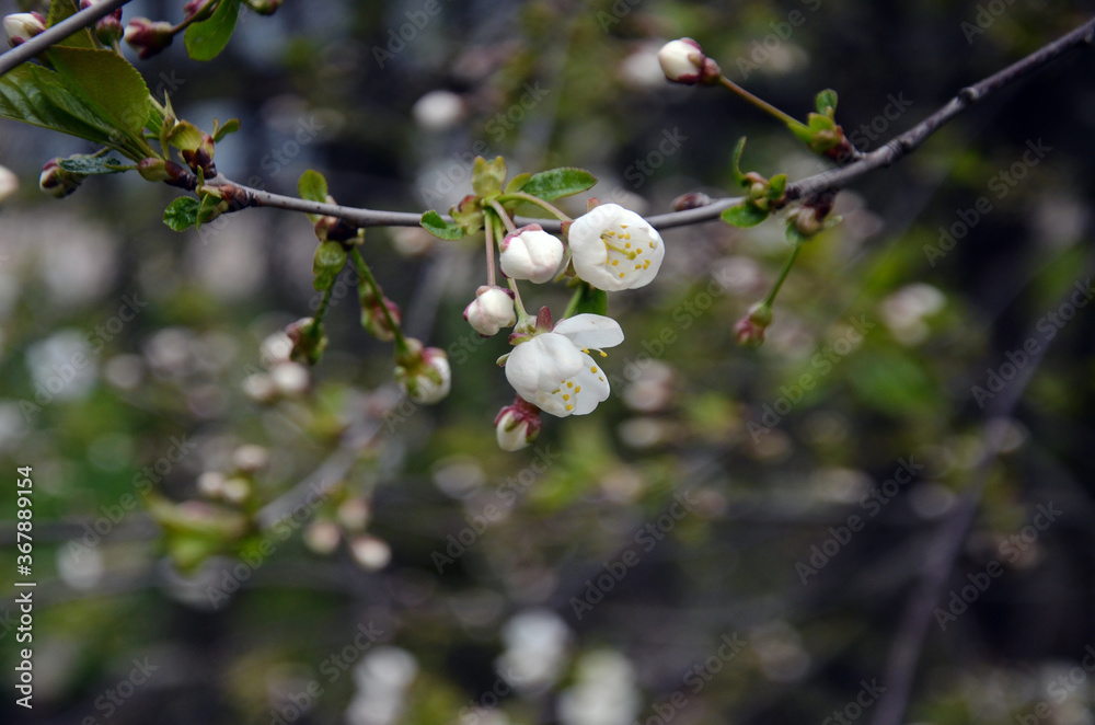 Cherry flowers on a branch close up lit by the sun Cherry flowers on a branch close up lit by the sun