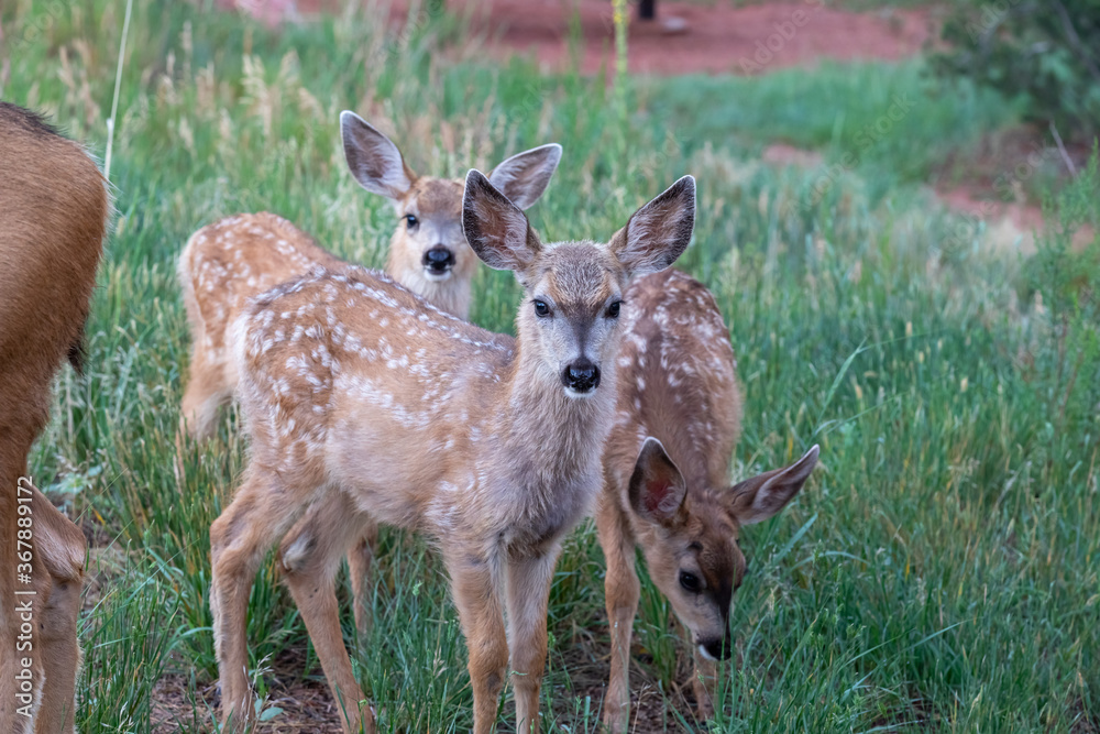 Three Fawns Three Fawns