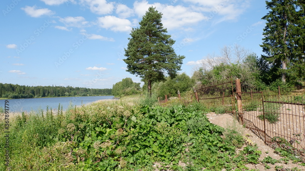 Obraz premium pine trees in the mountains