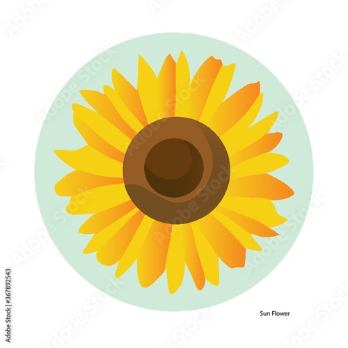 sunflower