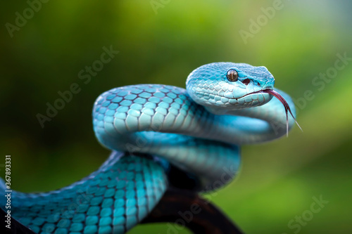 Blue insularis Snake