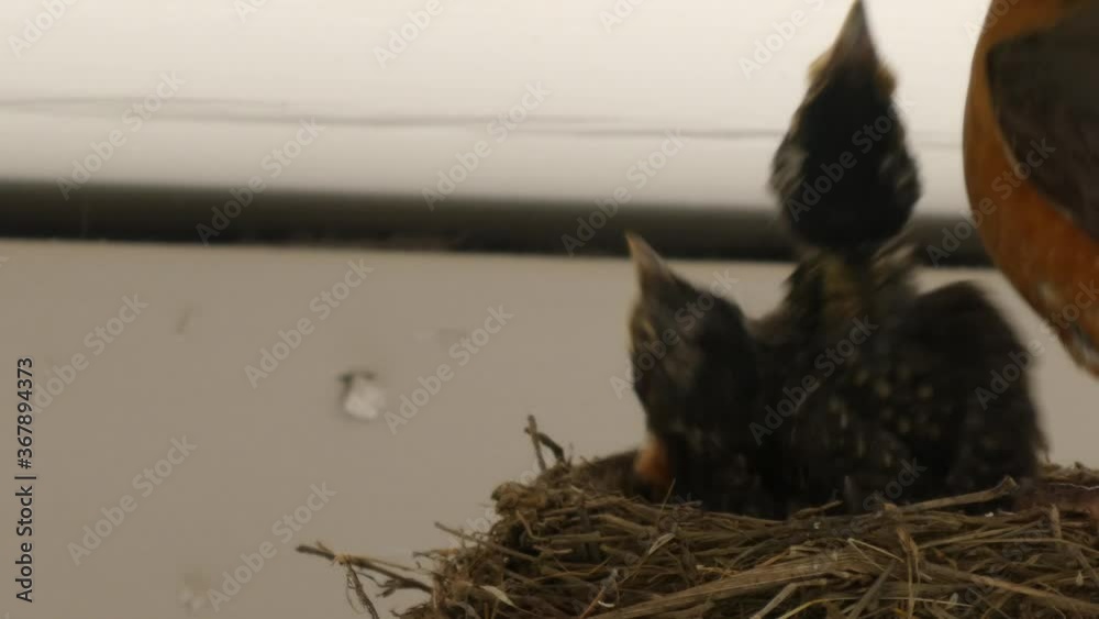 Mother robin bird parenting robin chicks in nest Mother robin bird parenting robin chicks in nest