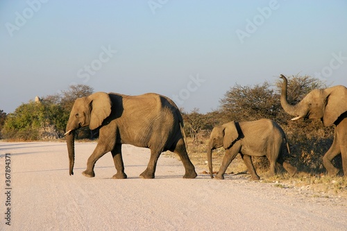 Photography Wild Elephant's Road Crossing in Namibia