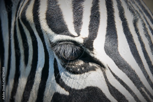 Close Up Of Zebra Eye with Long Eyelashes in Etosha National Park  Namibia