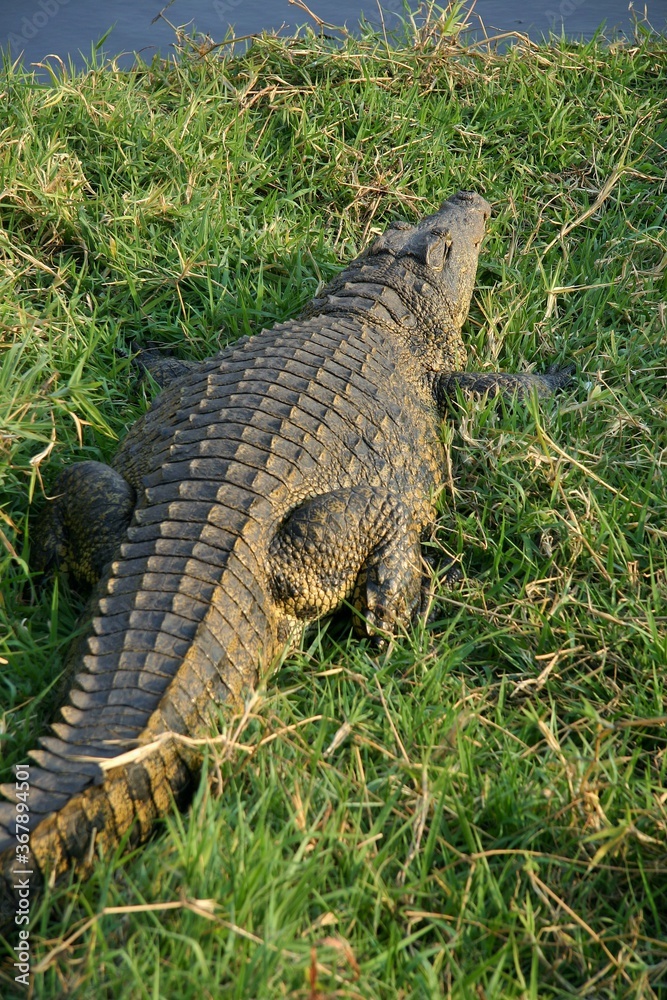 Obraz premium Nile crocodile in the Zambezi river