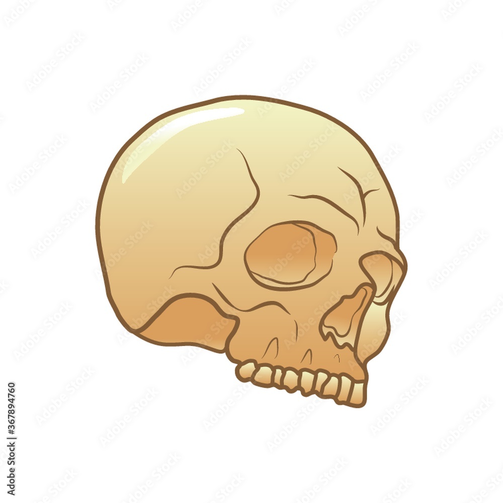 Obraz premium skull