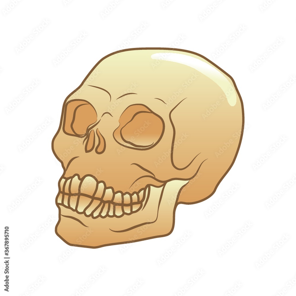 skull skull
