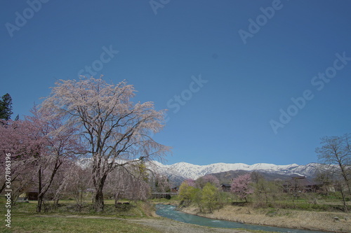 SAKURA  cherryblossom with snowed mountains in the northern alps of Japan  Hakuba